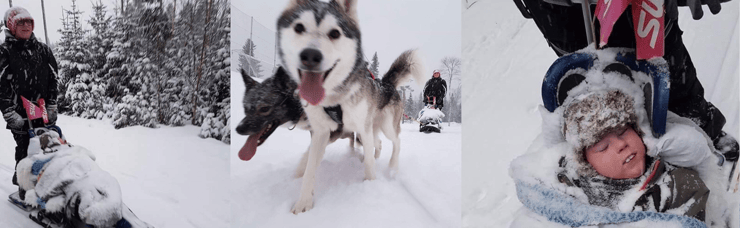 Ludvig hund og slede