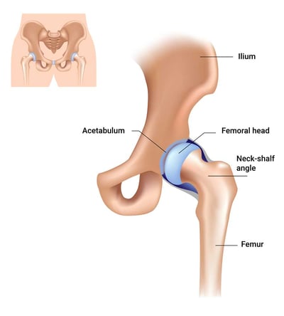 ENG_Hip joint