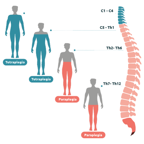 Spinal Cord Levels-ENG