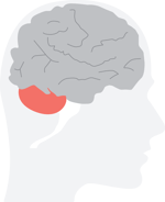 Cerebellum