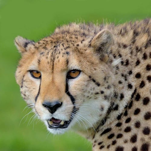 Longleat Safari Park, Wiltshire